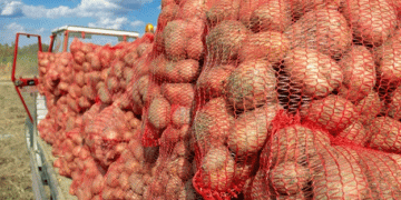 Seed Potato Production in Spain Faces Challenges as Weather and Demand Push Prices Higher for 2025