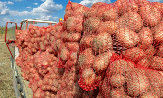 Seed Potato Production in Spain Faces Challenges as Weather and Demand Push Prices Higher for 2025