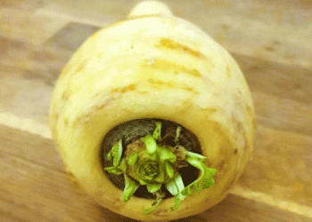 The Return of the Parsnip: Switzerland’s Forgotten Crop Makes a Comeback