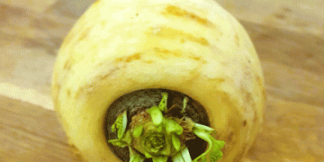 The Return of the Parsnip: Switzerland’s Forgotten Crop Makes a Comeback