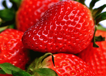 Peru’s Strawberry Exports in 2024: A Tale of October Growth Amid Annual Decline