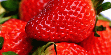 Peru’s Strawberry Exports in 2024: A Tale of October Growth Amid Annual Decline