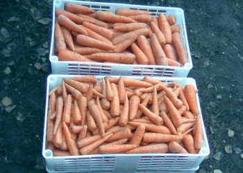 Aroma Red Carrots Thrive Despite Heat Challenges: Komatsu Farmers Reach Peak Harvest