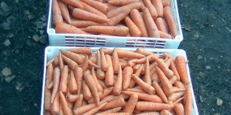 Aroma Red Carrots Thrive Despite Heat Challenges: Komatsu Farmers Reach Peak Harvest