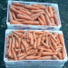 Aroma Red Carrots Thrive Despite Heat Challenges: Komatsu Farmers Reach Peak Harvest