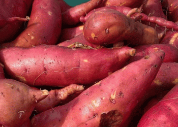 Warm Up Your Winter with Seasonal and Organic Vegetables from Benjamin’s Potager d’Antan in Chécy
