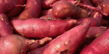 Warm Up Your Winter with Seasonal and Organic Vegetables from Benjamin’s Potager d’Antan in Chécy