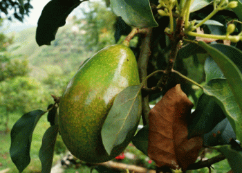 Chilean Avocado Industry Set for Strong Growth in 2024/25 Season