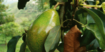 Chilean Avocado Industry Set for Strong Growth in 2024/25 Season