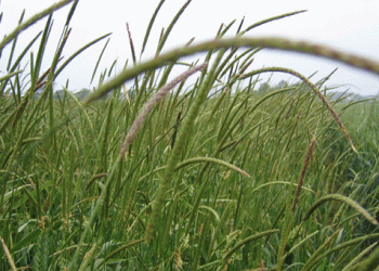 Cracking the Code: How Sequencing Blackgrass and Foxtail Genomes Can Revolutionize Weed Management