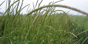 Cracking the Code: How Sequencing Blackgrass and Foxtail Genomes Can Revolutionize Weed Management