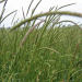 Cracking the Code: How Sequencing Blackgrass and Foxtail Genomes Can Revolutionize Weed Management