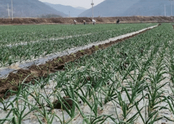 Streamlined Registration for Garlic and Onion Farmers in Jeonnam: A New Approach to Crop Management