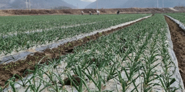 Streamlined Registration for Garlic and Onion Farmers in Jeonnam: A New Approach to Crop Management