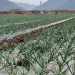 Streamlined Registration for Garlic and Onion Farmers in Jeonnam: A New Approach to Crop Management