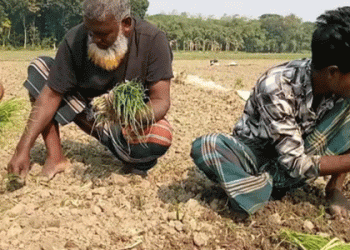 Onion Farmers in Shailkupa Face Fertilizer Shortage at Crucial Growing Stage