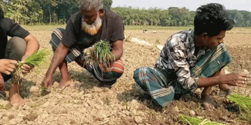 Onion Farmers in Shailkupa Face Fertilizer Shortage at Crucial Growing Stage