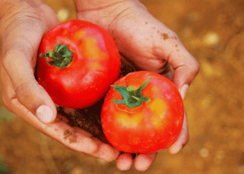 Shifting Tomato Trade in the EU: Morocco’s Meteoric Rise and Declining Dutch and Spanish Exports