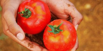 Shifting Tomato Trade in the EU: Morocco’s Meteoric Rise and Declining Dutch and Spanish Exports