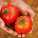 Shifting Tomato Trade in the EU: Morocco’s Meteoric Rise and Declining Dutch and Spanish Exports
