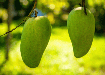Peruvian Mango Exports Surge: A Remarkable Recovery in 2024/25