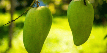 Peruvian Mango Exports Surge: A Remarkable Recovery in 2024/25