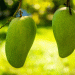 Peruvian Mango Exports Surge: A Remarkable Recovery in 2024/25
