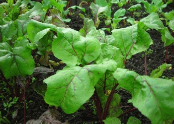 Top 3 Beetroot Varieties for the 2025 Growing Season: A Guide for Gardeners and Farmers