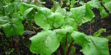 Top 3 Beetroot Varieties for the 2025 Growing Season: A Guide for Gardeners and Farmers