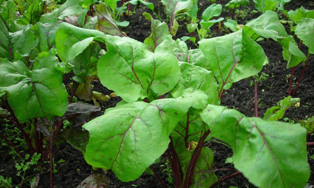 Top 3 Beetroot Varieties for the 2025 Growing Season: A Guide for Gardeners and Farmers