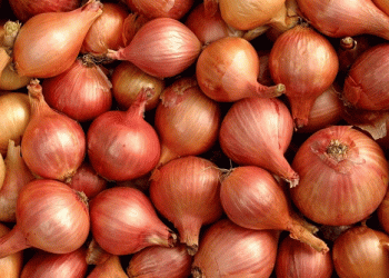 Discover the Sweet Secret of Onion Island: How Awaji Island’s Unique Climate Creates Sweet Onions