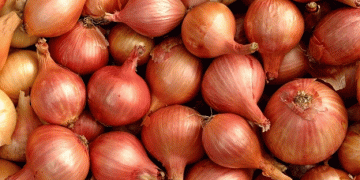 Discover the Sweet Secret of Onion Island: How Awaji Island’s Unique Climate Creates Sweet Onions