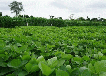 Rain Delays Summer Planting on the Integrated North: Challenges for 2024-2025 Crop Season