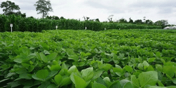 Rain Delays Summer Planting on the Integrated North: Challenges for 2024-2025 Crop Season