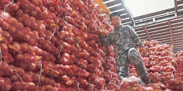 Crackdown on Smuggled Vegetables: The Fight Against Illegal Imports in the Philippines