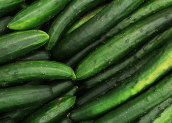 Spain’s Rising Cucumber Imports: A 158.5% Increase and the Dominance of Morocco