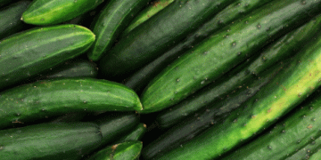 Spain’s Rising Cucumber Imports: A 158.5% Increase and the Dominance of Morocco