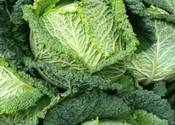 Savor the Benefits: Why Savoy Cabbage Should Be Your Next Crop for the 2025 Season