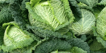 Savor the Benefits: Why Savoy Cabbage Should Be Your Next Crop for the 2025 Season