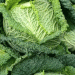 Savor the Benefits: Why Savoy Cabbage Should Be Your Next Crop for the 2025 Season