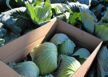 Rising Vegetable Prices in Japan: A Perfect Storm of Weather and Supply Challenges