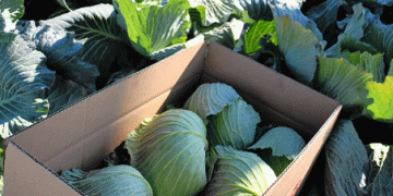Rising Vegetable Prices in Japan: A Perfect Storm of Weather and Supply Challenges