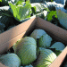 Rising Vegetable Prices in Japan: A Perfect Storm of Weather and Supply Challenges