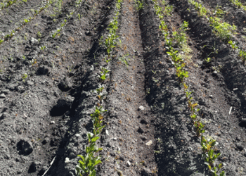 Fuel Shortages in Bolivia: A Critical Challenge for Agricultural Production