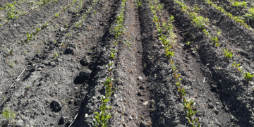 Fuel Shortages in Bolivia: A Critical Challenge for Agricultural Production
