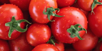 Spanish Tomato Exports Soar 18.6%, but Prices Drop by Nearly 24% as Germany Increases Purchases