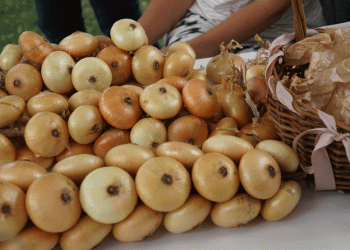 From Farm to Fashion: The Rise of Myachkovsky Onion as a Cultural Icon