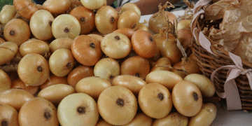 From Farm to Fashion: The Rise of Myachkovsky Onion as a Cultural Icon