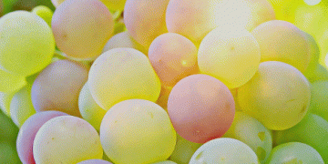 Peru’s Table Grape Exports Surge by 8% in 2024/25: A Look at Key Drivers