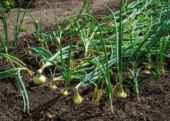 66 Tons of Kazakh Onions Turned Away at Russian Border Over Labeling Issues